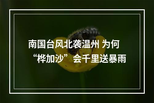 南国台风北袭温州 为何“桦加沙”会千里送暴雨