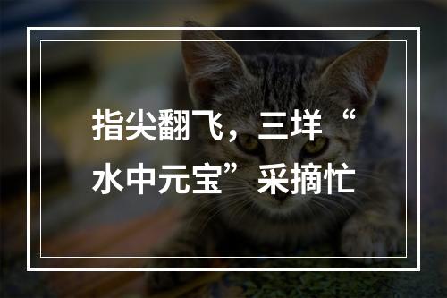 指尖翻飞，三垟“水中元宝”采摘忙