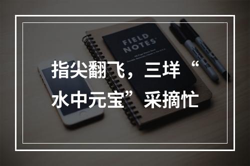 指尖翻飞，三垟“水中元宝”采摘忙