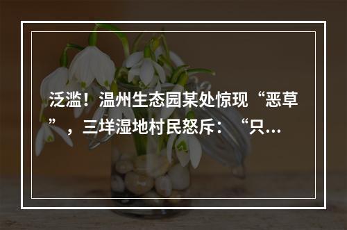 泛滥！温州生态园某处惊现“恶草”，三垟湿地村民怒斥：“只知道搞钱”