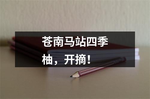 苍南马站四季柚，开摘！