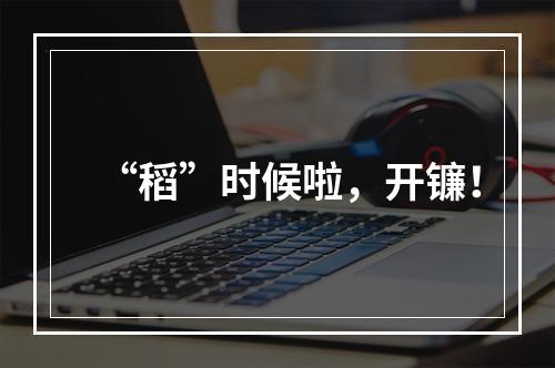 “稻”时候啦，开镰！