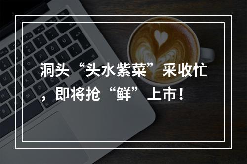 洞头“头水紫菜”采收忙，即将抢“鲜”上市！