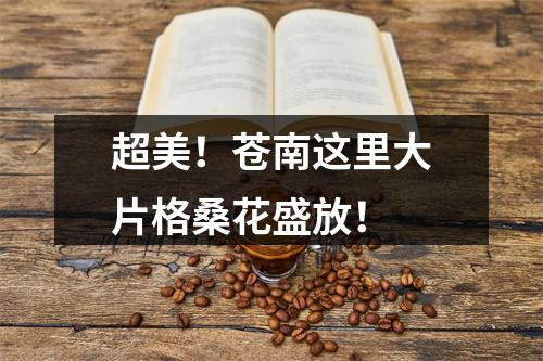 超美！苍南这里大片格桑花盛放！