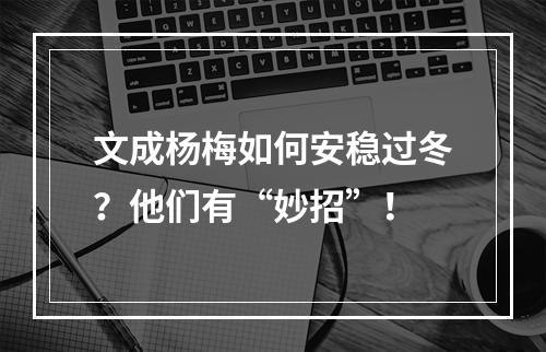 文成杨梅如何安稳过冬？他们有“妙招”！
