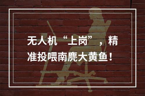 无人机“上岗”，精准投喂南麂大黄鱼！