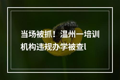 当场被抓！温州一培训机构违规办学被查l