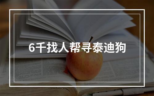 6千找人帮寻泰迪狗