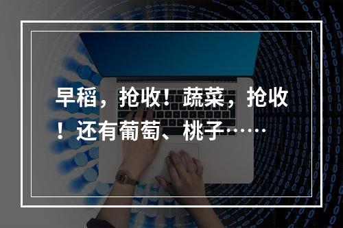 早稻，抢收！蔬菜，抢收！还有葡萄、桃子……