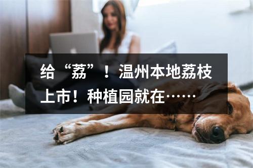 给“荔”！温州本地荔枝上市！种植园就在……