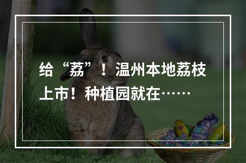 给“荔”！温州本地荔枝上市！种植园就在……