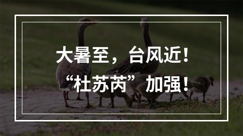 大暑至，台风近！“杜苏芮”加强！