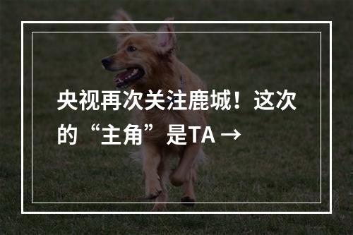 央视再次关注鹿城！这次的“主角”是TA →