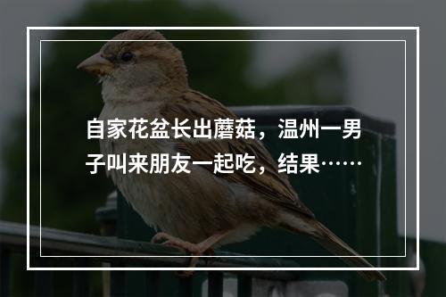 自家花盆长出蘑菇，温州一男子叫来朋友一起吃，结果……