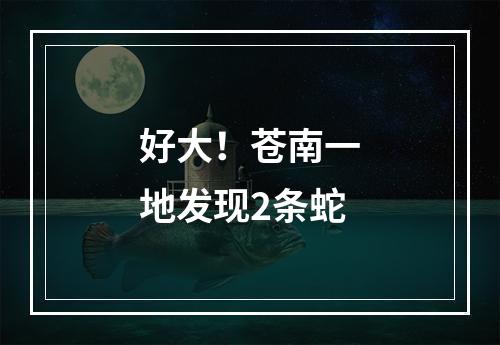 好大！苍南一地发现2条蛇