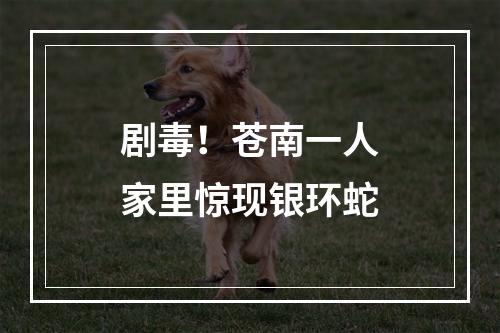 剧毒！苍南一人家里惊现银环蛇