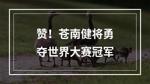 赞！苍南健将勇夺世界大赛冠军