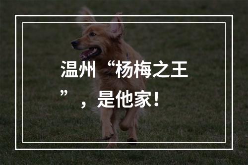 温州“杨梅之王”，是他家！