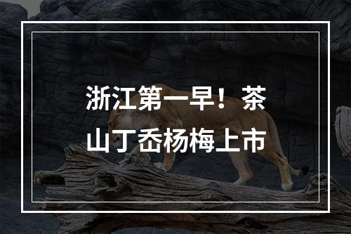 浙江第一早！茶山丁岙杨梅上市