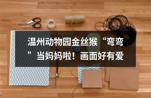 温州动物园金丝猴“弯弯”当妈妈啦！画面好有爱
