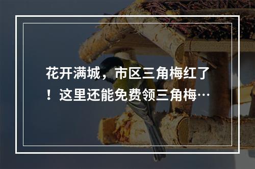花开满城，市区三角梅红了！这里还能免费领三角梅…