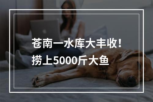 苍南一水库大丰收！捞上5000斤大鱼