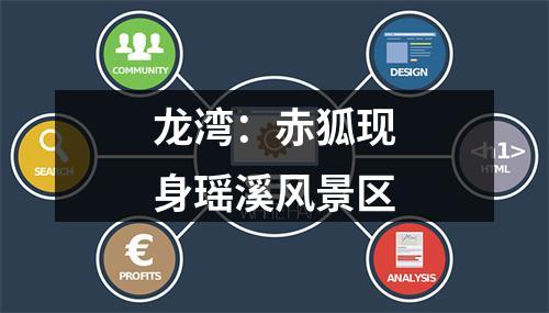 龙湾：赤狐现身瑶溪风景区