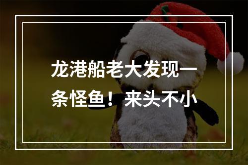 龙港船老大发现一条怪鱼！来头不小