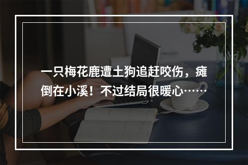 一只梅花鹿遭土狗追赶咬伤，瘫倒在小溪！不过结局很暖心……