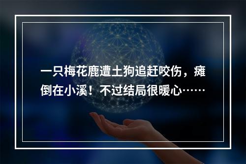 一只梅花鹿遭土狗追赶咬伤，瘫倒在小溪！不过结局很暖心……