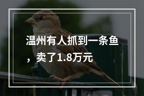 温州有人抓到一条鱼，卖了1.8万元
