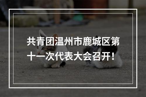 共青团温州市鹿城区第十一次代表大会召开！