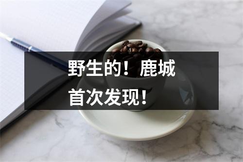 野生的！鹿城首次发现！