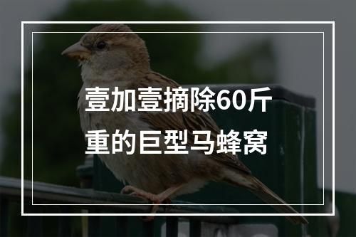 壹加壹摘除60斤重的巨型马蜂窝