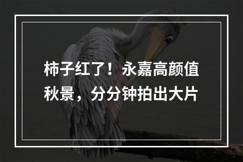 柿子红了！永嘉高颜值秋景，分分钟拍出大片