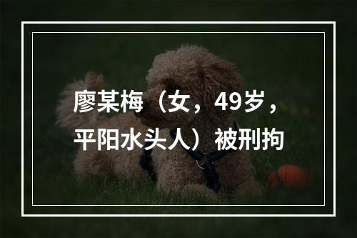 廖某梅（女，49岁，平阳水头人）被刑拘