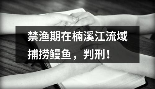 禁渔期在楠溪江流域捕捞鳗鱼，判刑！