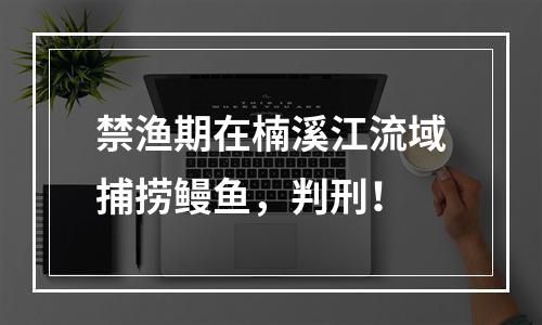 禁渔期在楠溪江流域捕捞鳗鱼，判刑！