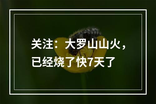 关注：大罗山山火，已经烧了快7天了