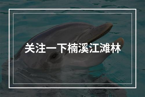 关注一下楠溪江滩林