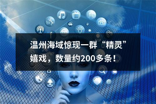 温州海域惊现一群“精灵”嬉戏，数量约200多条！