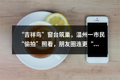 “吉祥鸟”窗台筑巢，温州一市民“偷拍”照看，朋友圈连更“育鸟”日记