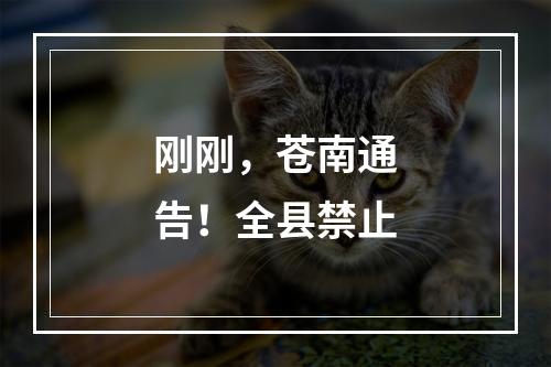 刚刚，苍南通告！全县禁止