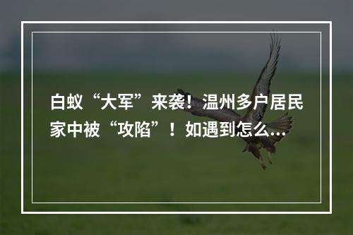 白蚁“大军”来袭！温州多户居民家中被“攻陷”！如遇到怎么办，该如何预防？