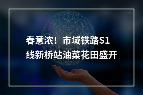 春意浓！市域铁路S1线新桥站油菜花田盛开