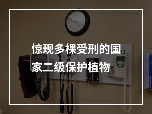 惊现多棵受刑的国家二级保护植物