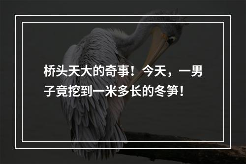 桥头天大的奇事！今天，一男子竟挖到一米多长的冬笋！