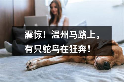 震惊！温州马路上，有只鸵鸟在狂奔！