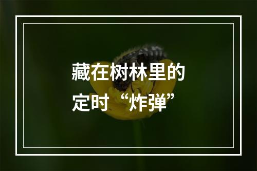 藏在树林里的定时“炸弹”