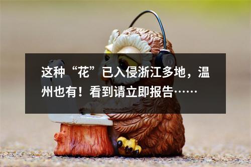 这种“花”已入侵浙江多地，温州也有！看到请立即报告……